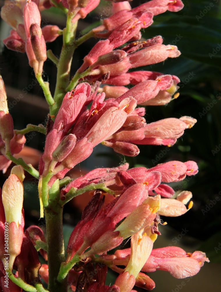 Obraz premium chestnut tree with pink flowers
