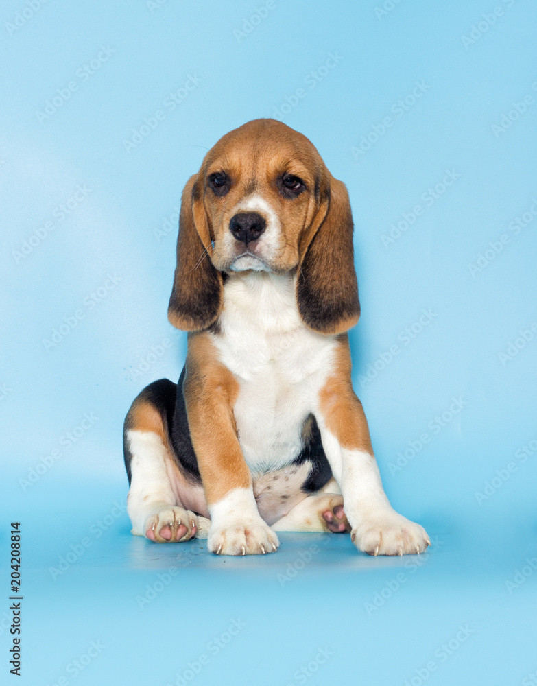 little beagle puppy on a blue background little beagle puppy on a blue background