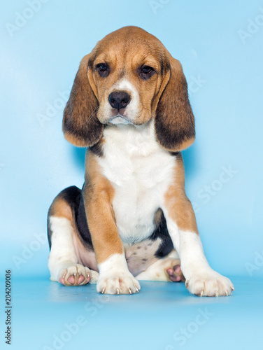 little beagle puppy on a blue background