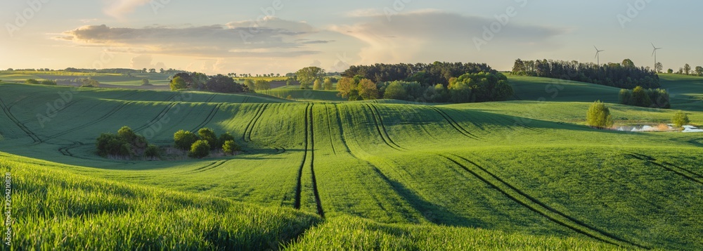 green, shiny fields of young grain on wavy fields in Germany - High resolution panorama