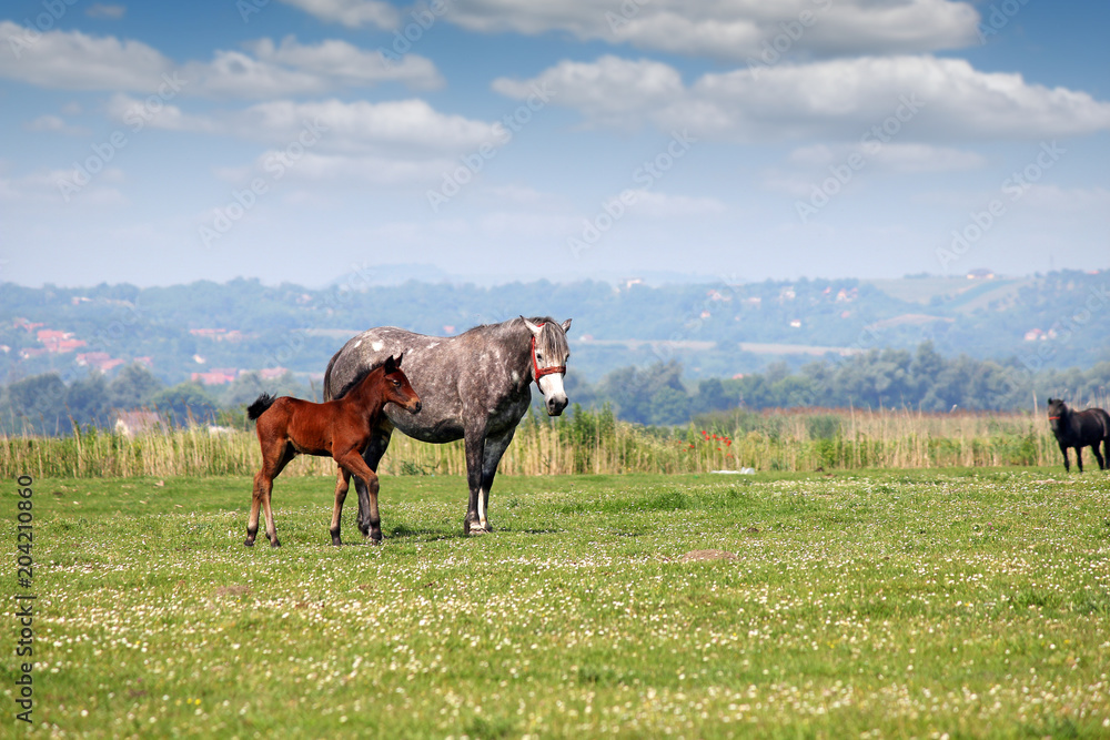 mare and foal in pasture spring season