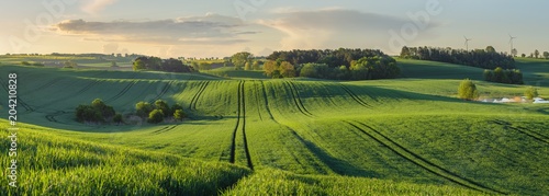 green, shiny fields of young grain on wavy fields in Germany - High resolution panorama