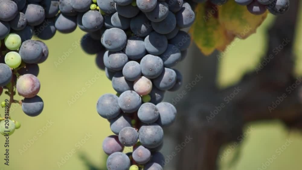 Bunches of Red Grapes Hanging in Vineyard. Rows of pinot noir grapes ready to be picked in vineyard at sunrise Bunches of Red Grapes Hanging in Vineyard. Rows of pinot noir grapes ready to be picked in vineyard at sunrise