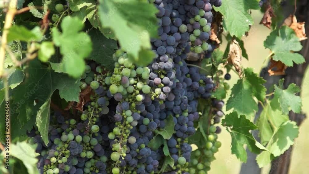 Bunches of Red Grapes Hanging in Vineyard. Rows of pinot noir grapes ready to be picked in vineyard at sunrise Bunches of Red Grapes Hanging in Vineyard. Rows of pinot noir grapes ready to be picked in vineyard at sunrise