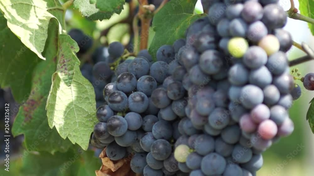 Bunches of Red Grapes Hanging in Vineyard. Rows of pinot noir grapes ready to be picked in vineyard at sunrise Bunches of Red Grapes Hanging in Vineyard. Rows of pinot noir grapes ready to be picked in vineyard at sunrise