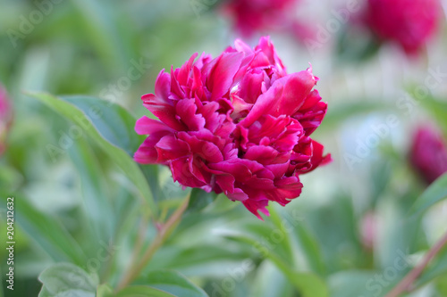 pink peony flower close-up