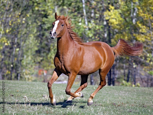 Chestnut Arabian Horse galloping on grassy field.