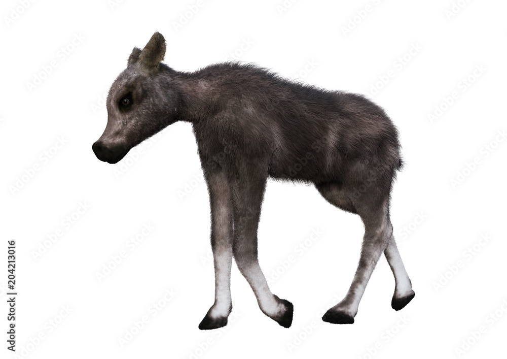 3D Rendering Caribou Calf on White 3D Rendering Caribou Calf on White