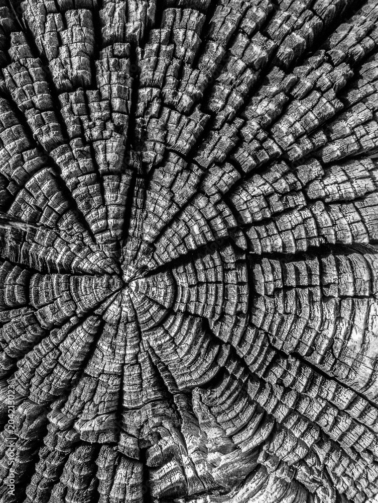 Obraz premium Wood Texture