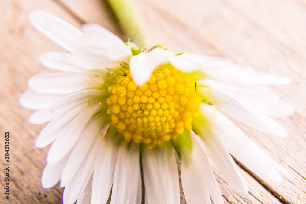 Obraz premium Daisy Flower