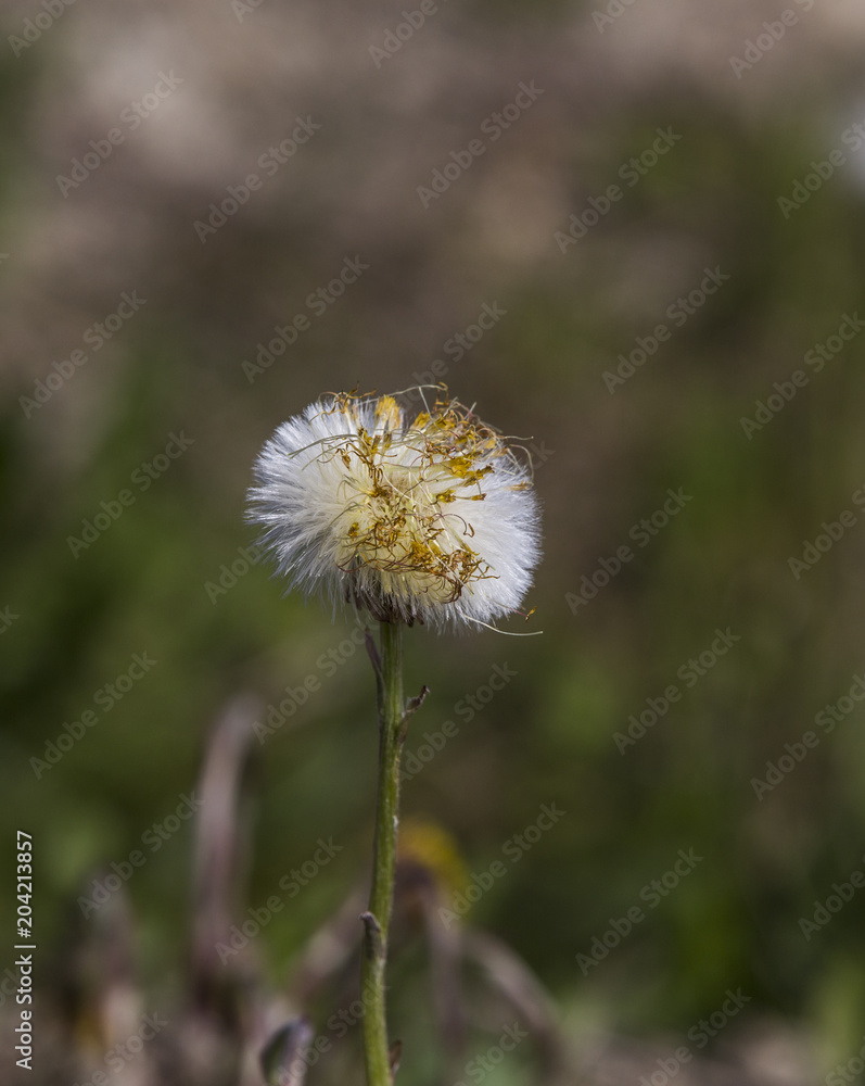 hawkbit Leontodon hispidus?