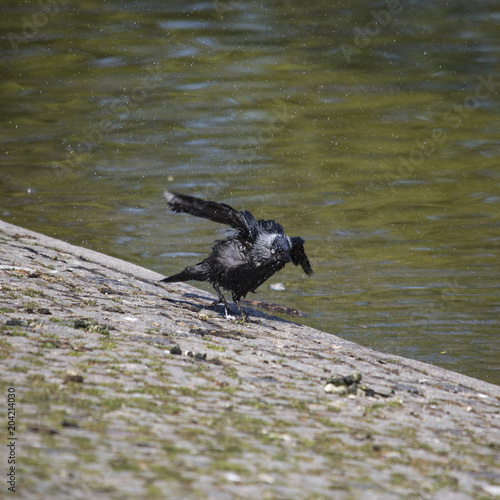 jackdaw dries after the bath corvus monedula