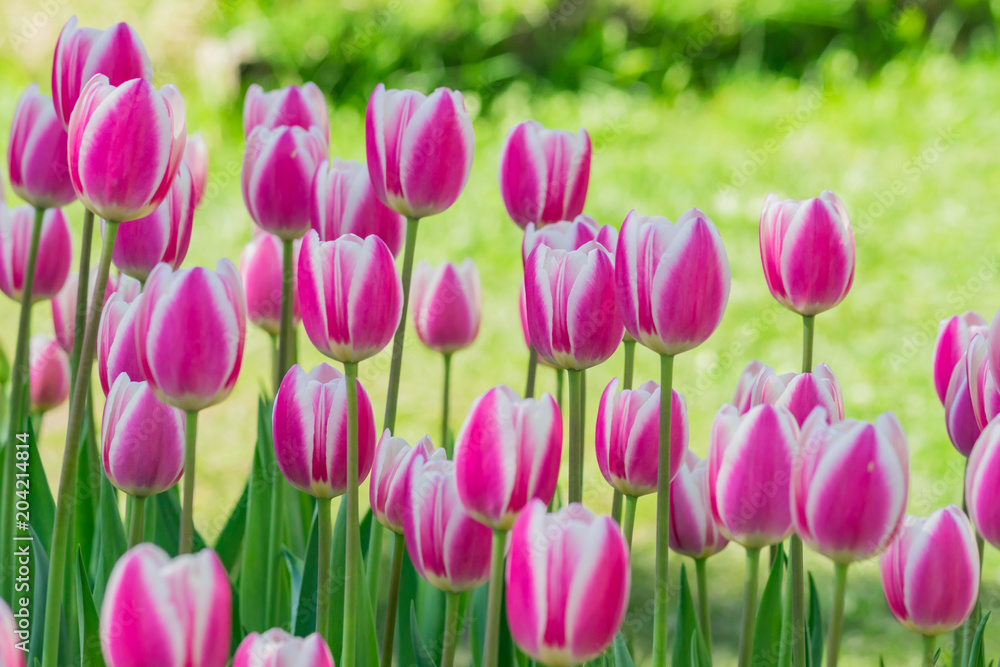 Fototapeta premium colorful pink tulips in the spring garden, floral landscape