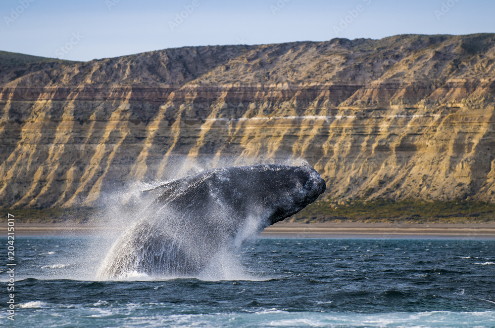 Naklejka premium Whale jump , Patagonia