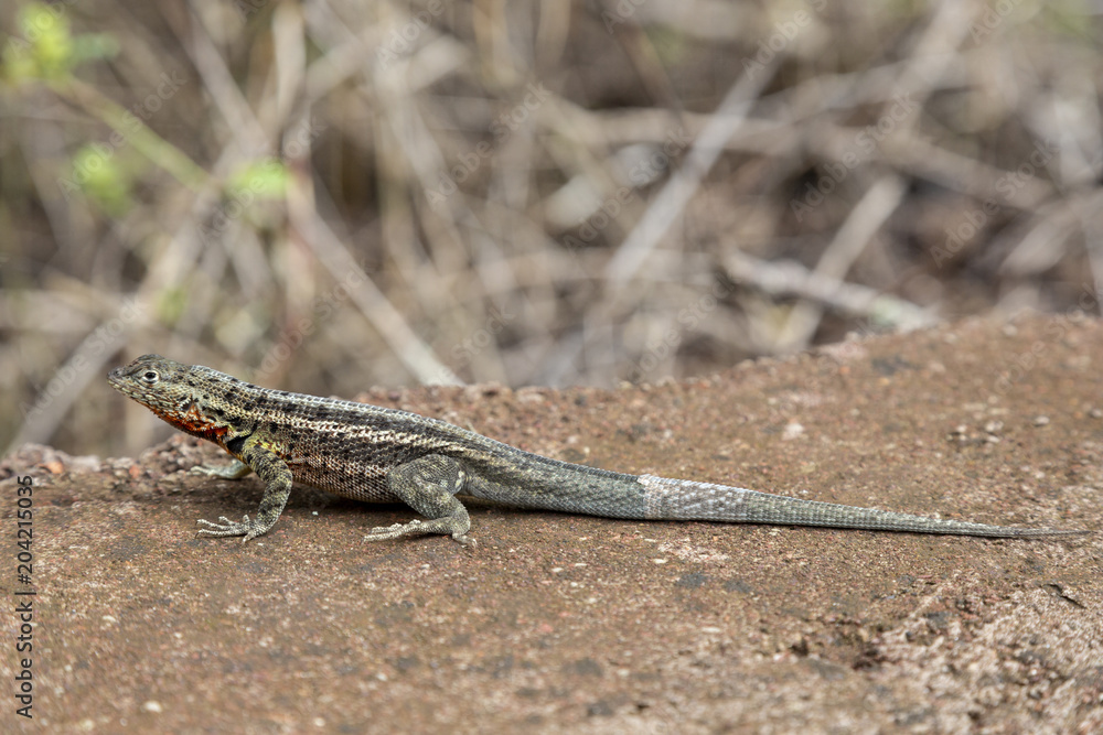 Galapagos Lava Lizard (Microlophus albemarlensis) in Galapagos I Galapagos Lava Lizard (Microlophus albemarlensis) in Galapagos I