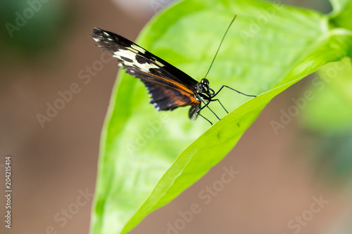 Exotic black butterfly on vivid green leaf