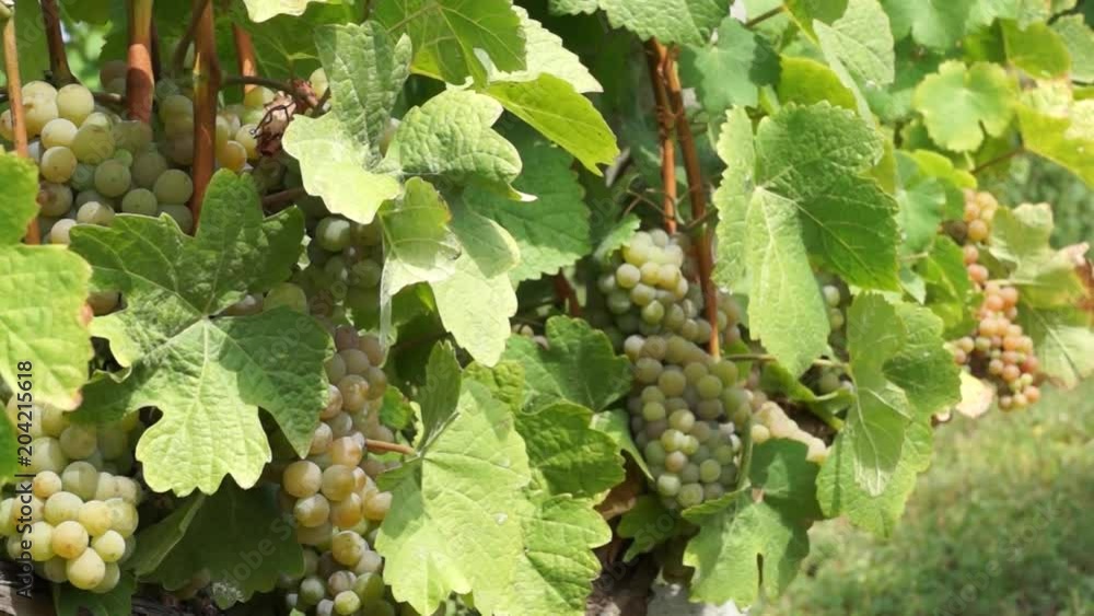 Bunches of Grapes Hanging in Vineyard. Rows of pinot noir grapes ready to be picked in vineyard at sunrise Bunches of Grapes Hanging in Vineyard. Rows of pinot noir grapes ready to be picked in vineyard at sunrise