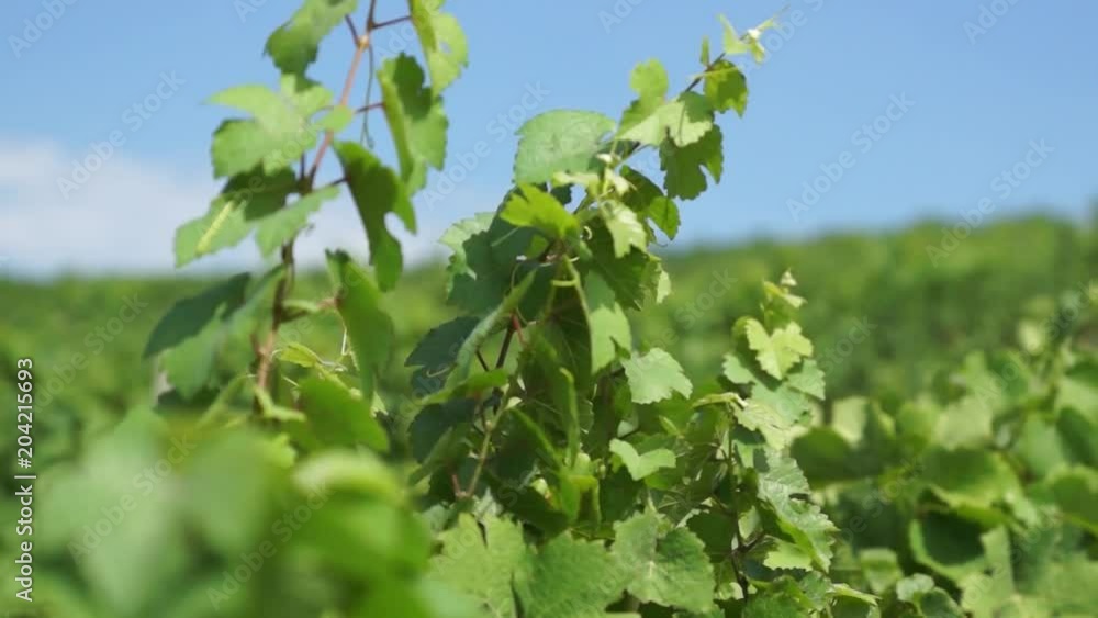 Bunches of Grapes Hanging in Vineyard. Rows of pinot noir grapes ready to be picked in vineyard at sunrise Bunches of Grapes Hanging in Vineyard. Rows of pinot noir grapes ready to be picked in vineyard at sunrise
