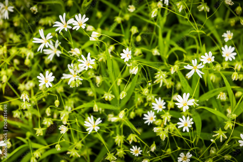 Little white flowers in summer forest. Little white flowers in summer forest.