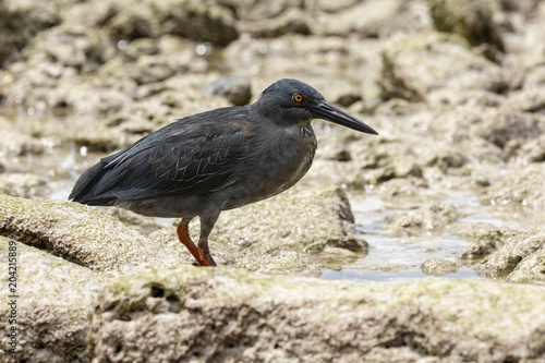 Lava Heron or Galapagos Heron (Butorides sundevalli) in Galapago photo