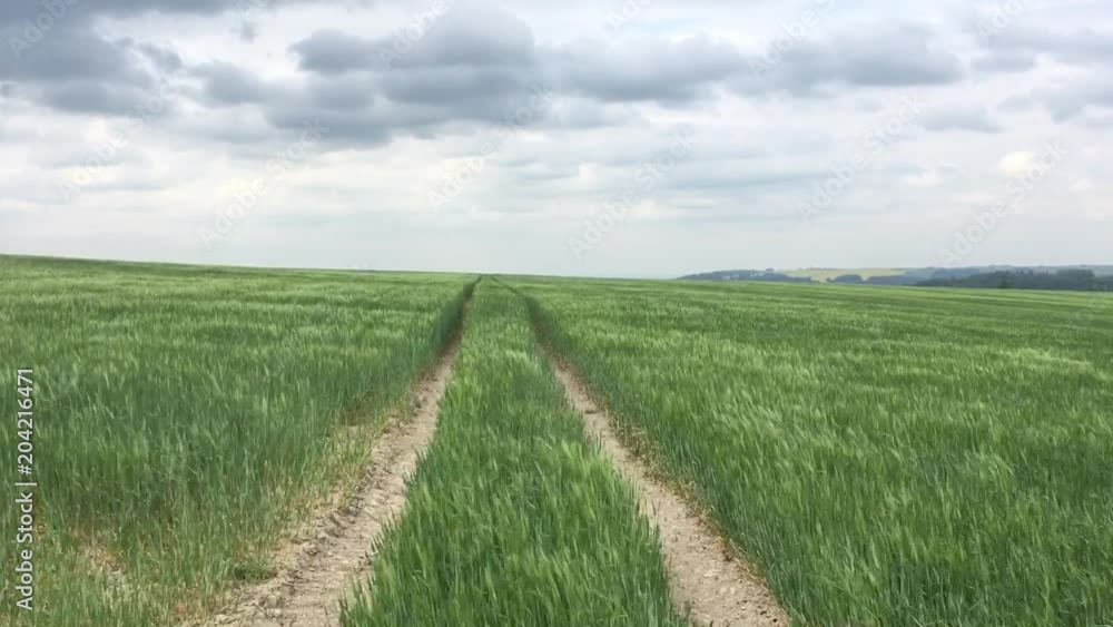 Field with tall green grass. Track and trail in the vegetation. Simple minimalist horizon and cloudy sky. Field with tall green grass. Track and trail in the vegetation. Simple minimalist horizon and cloudy sky.