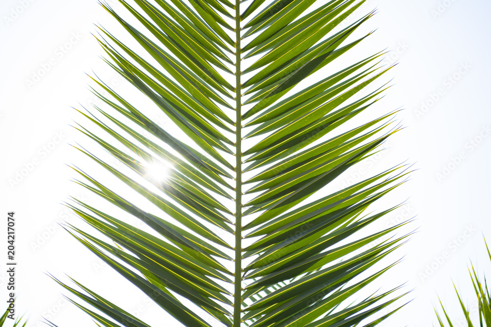Fototapeta premium Sun over green palm leaves