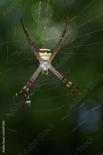 Image of multi-coloured argiope spider (Argiope pulchellla) on the spider web. Insect, Animal.