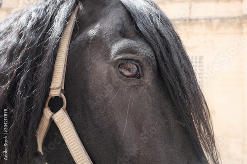 black horse eye