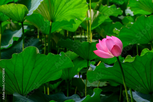 Lotus  Nelumbo 