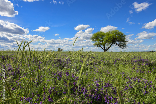 Spring season landscape, La Pampa