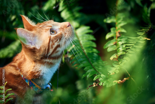 Fototapeta Beautiful adventurous ginger tabby cat hunting and exploring among green ferns