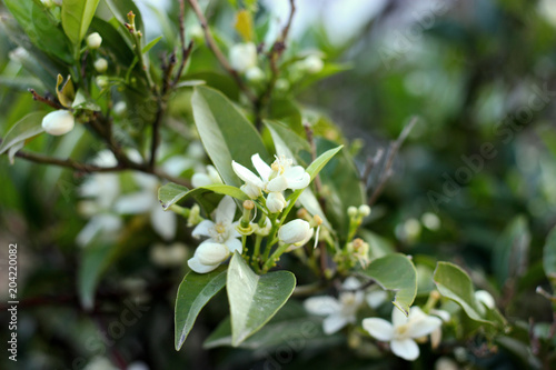 Blossoming mandarin, orange tree. Branch with leaves, flowers closeup photography
