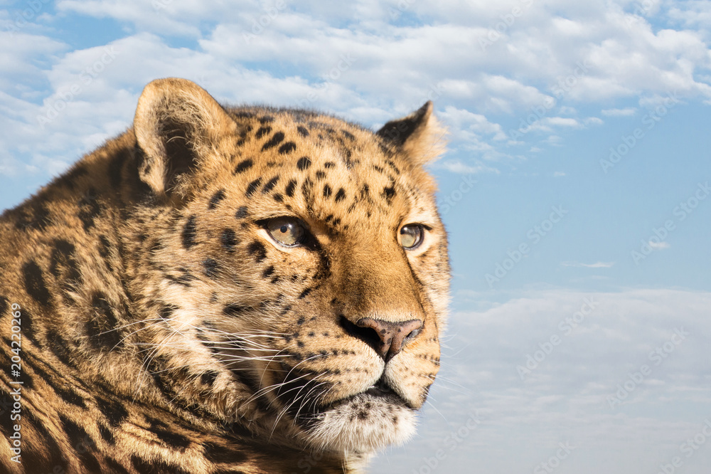 Obraz premium Amur leopard against blue sky