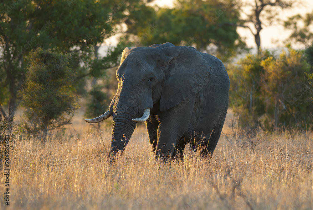 Fototapeta premium African elephant, South Africa