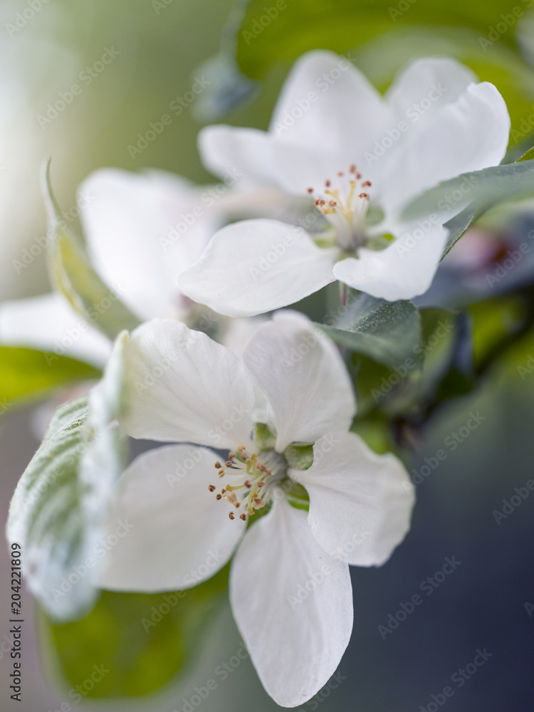 closeup of whiute apple blossom against out of focus green background closeup of whiute apple blossom against out of focus green background