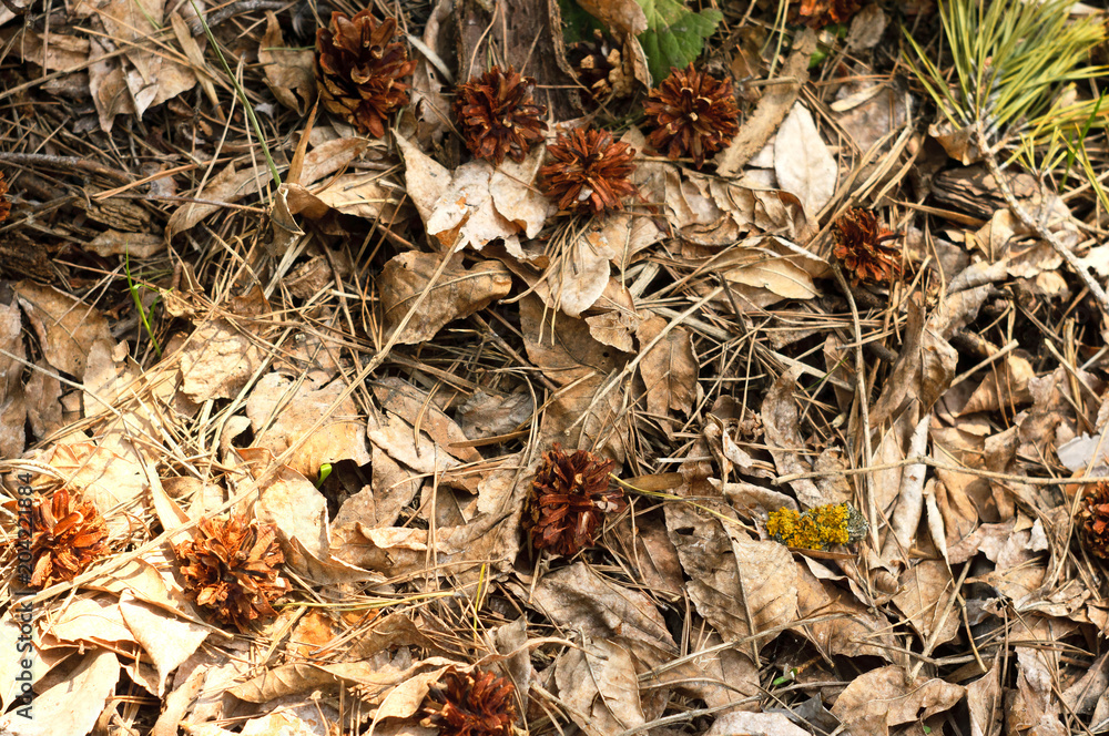 Cones on a dry foliage in the wood Cones on a dry foliage in the wood