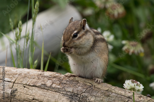 小さな実を食べるシマリス