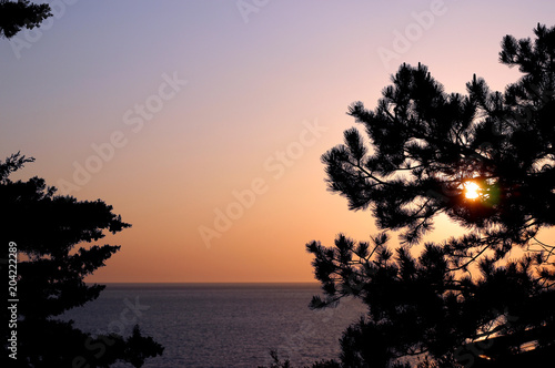 Pine trees branches silhouette on Adriatic sea horizon  beach  sunset landscape background.