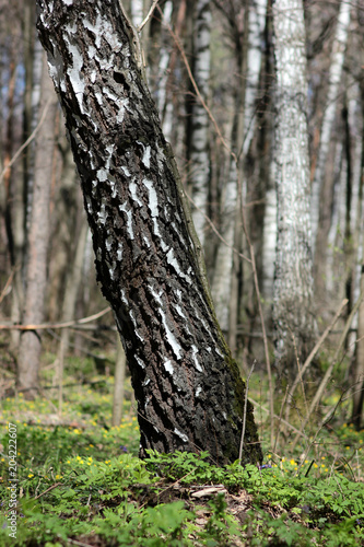 birch trees in the forest in may