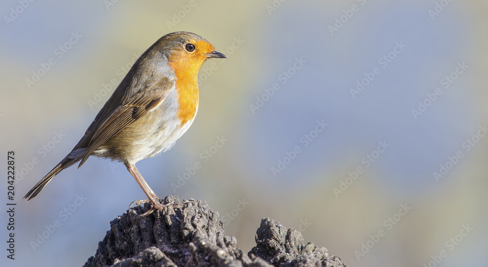 Robin Robin