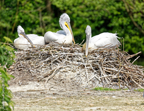 pélicans frisés au nid photo