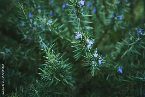 Green tree with a little flower