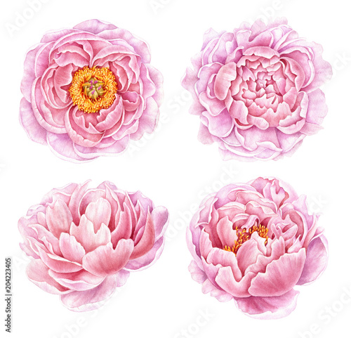 Set of watercolor peonies isolated on white background. Hand drawn botanical illustration. Floral collection. © evdakovka