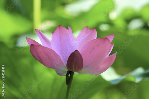 Lotus  Nelumbo 