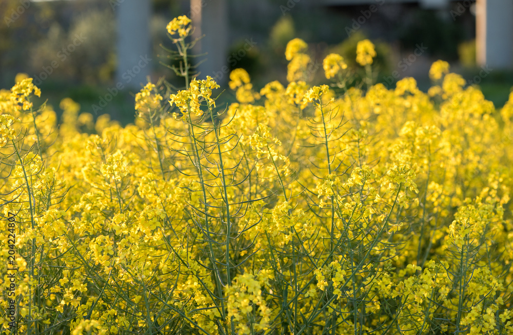Obraz premium Canola blooming