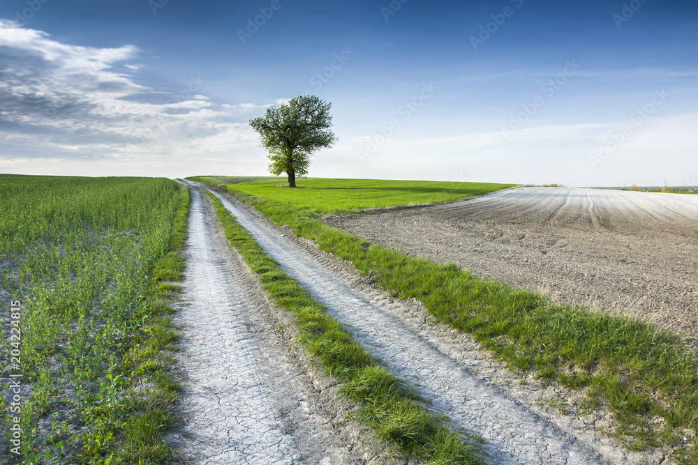 A country road through meadows and fields, a lonely tree in the distance and clouds in the blue sky.