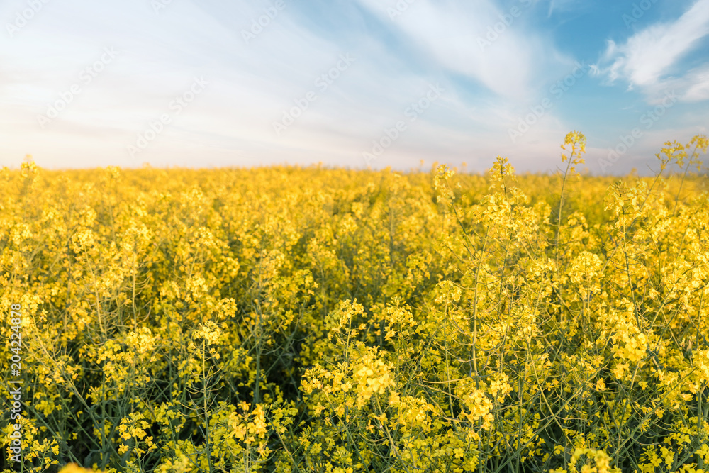 Fototapeta premium Canola field, Blooming canola flowers close up. Rape on the field in summer. Bright Yellow rapeseed oil. Flowering rapeseed