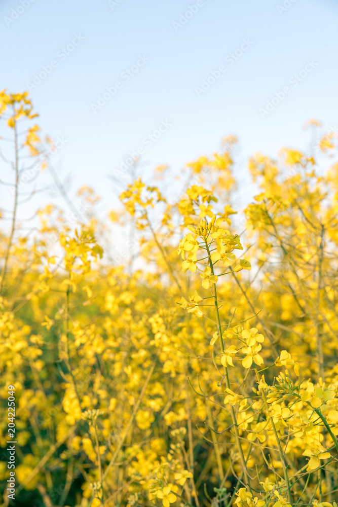 Canola field, Blooming canola flowers close up. Rape on the field in summer. Bright Yellow rapeseed oil. Flowering rapeseed Canola field, Blooming canola flowers close up. Rape on the field in summer. Bright Yellow rapeseed oil. Flowering rapeseed