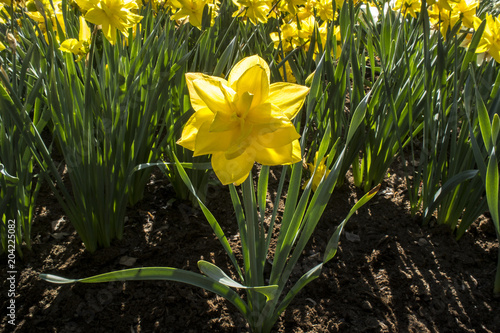 Beautiful yellow narcissus photo