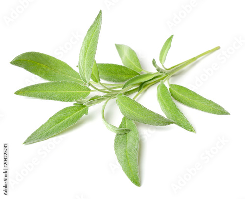 fresh herb, fresh sage isolated on white